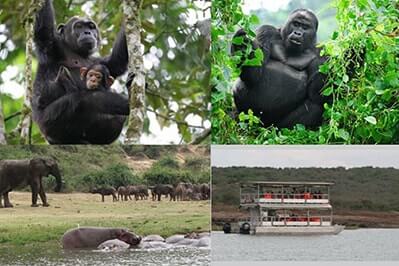 Chimpanzee and Gorilla Trekking Uganda