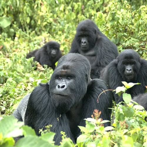 See Mountain Gorillas in Uganda