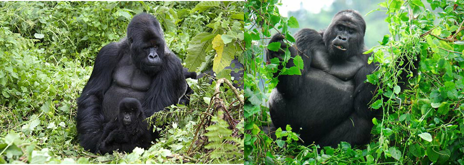 gorillas-in-bwindi