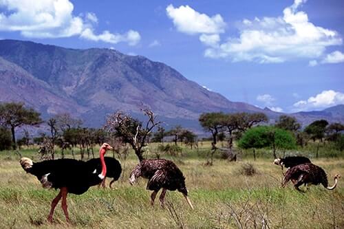 kidepo valley national park safari