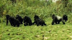 mountain-gorillas