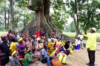 Nakayima Tree Uganda