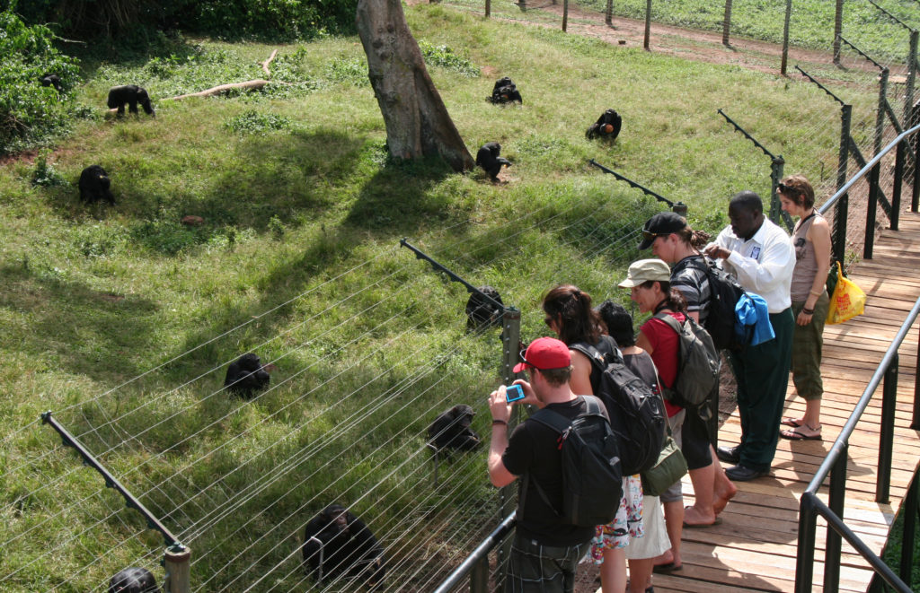 Ngamba Island Chimps Feeding