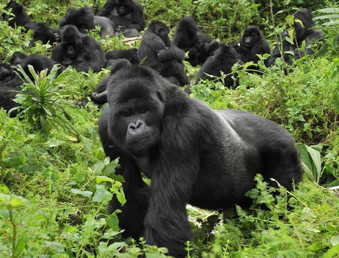 Chimp and Gorilla Safari Uganda