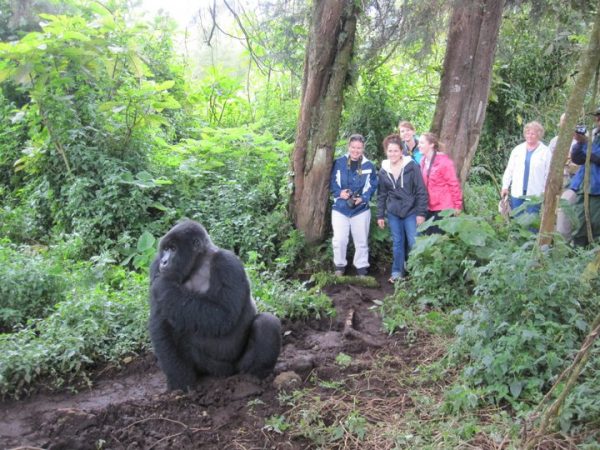 2 Days Gorilla Tour Rwanda