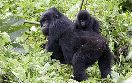 A Mother Gorilla and its young one