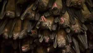 Bats in the Cave in Maramagambo Forest