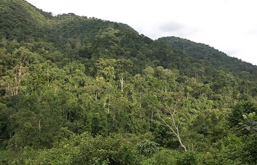 Bwindi Impenetrable National Park