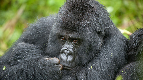 Virunga National Park