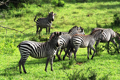 Lake Mburo National Park