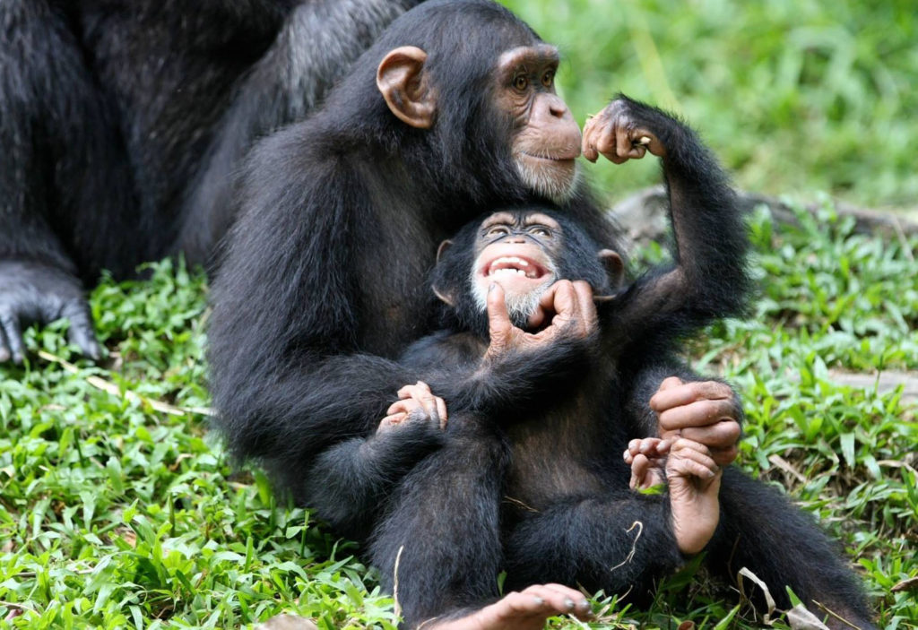 3 Days Kibale Chimpanzee Tracking