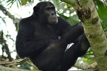 chimp trekking in budongo forest