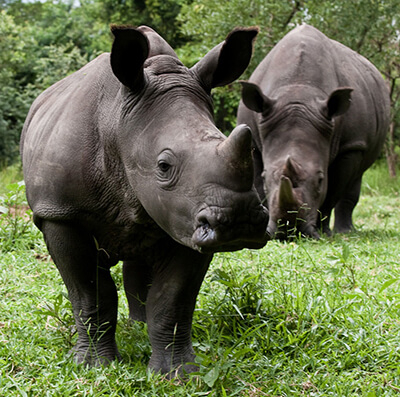 1 Day Rhino Trekking Uganda