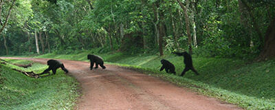 Budongo Forest Uganda