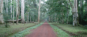 Budongo Forest 