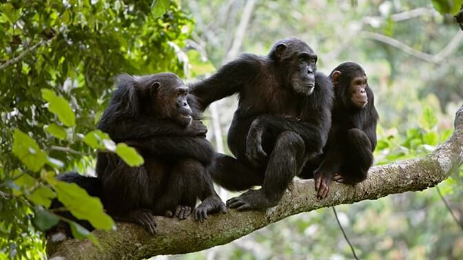 Kyambura Gorge chimps 