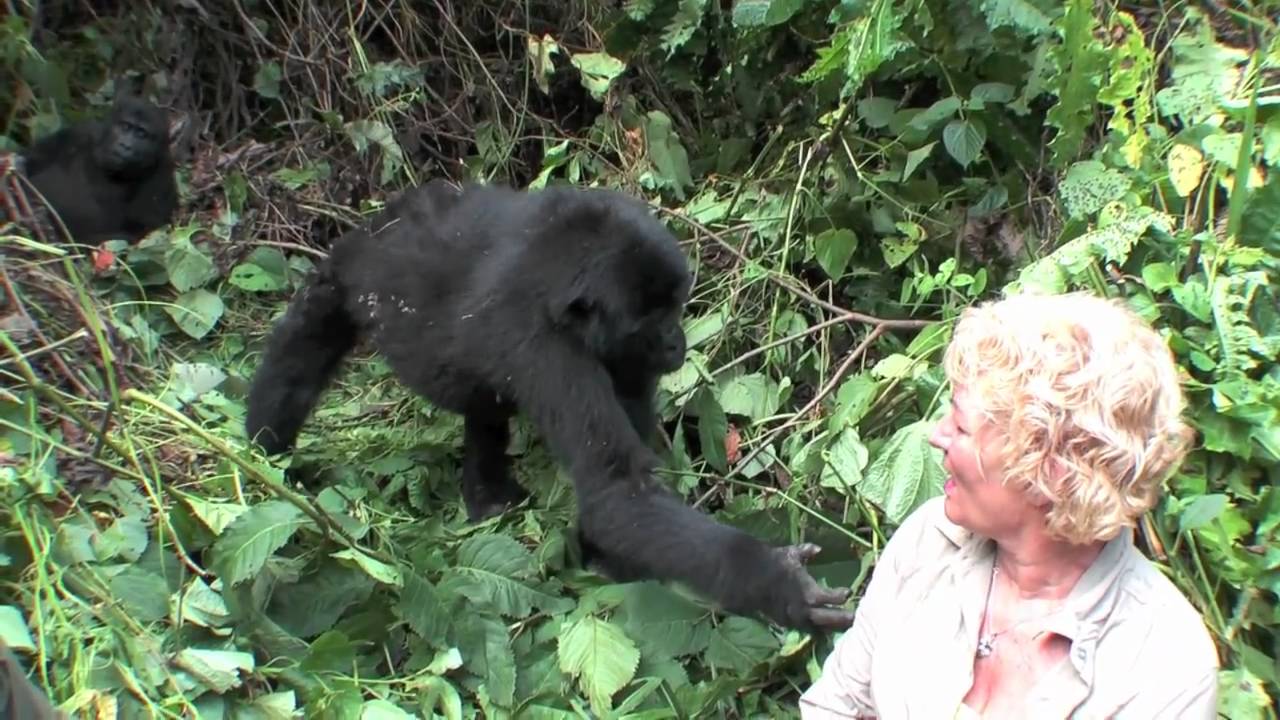 gorilla-in-bwindi