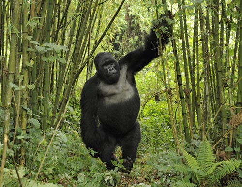 3 Days Gorilla Trekking Rwanda