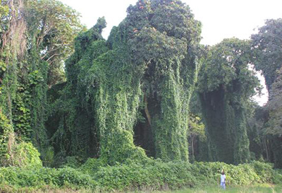 Entebbe Botanical Gardens 