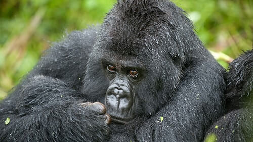 Gorilla Trekking Uganda