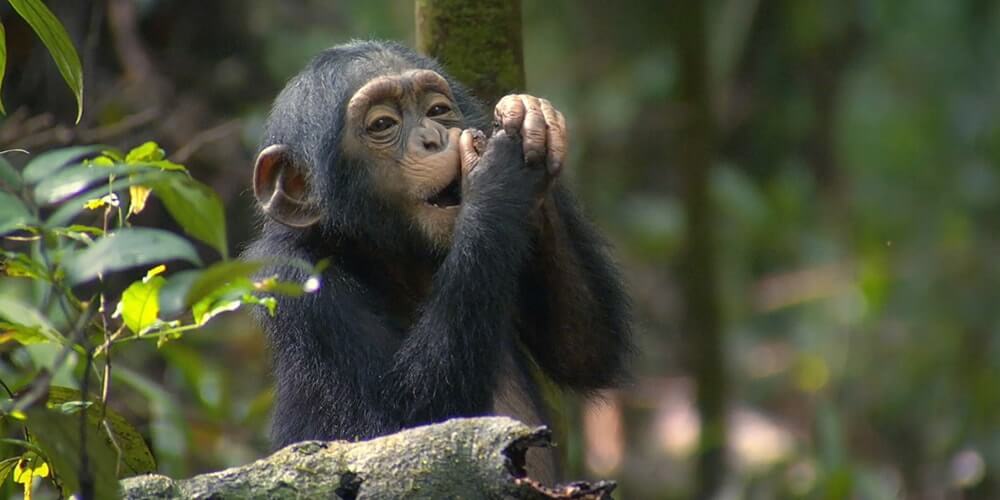 Kyambura gorge chimps tracking