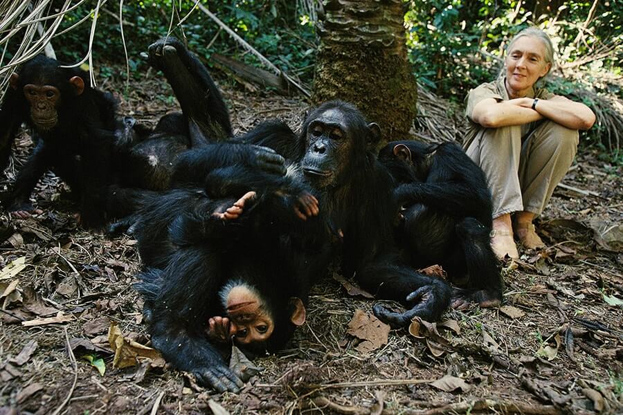 Chimpanzee Habituation Experience Uganda