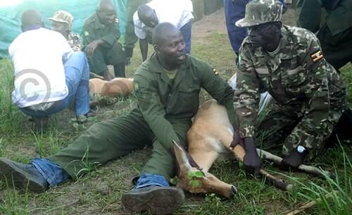 Uganda Wildlife