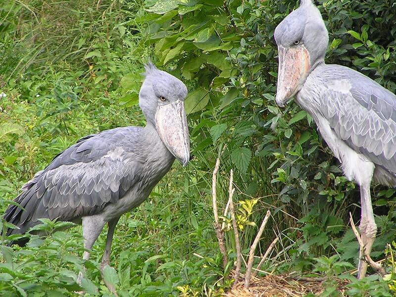 Mabamba Swamp