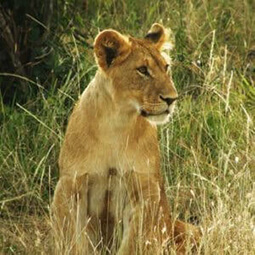 Safaris in Uganda