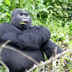 Gorilla Safaris in Uganda