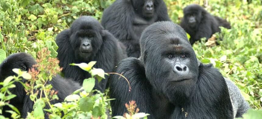 Gorilla Families in Uganda