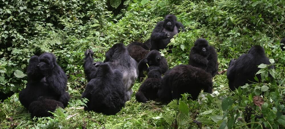  Gorilla Trekking in Uganda from Kigali Rwanda