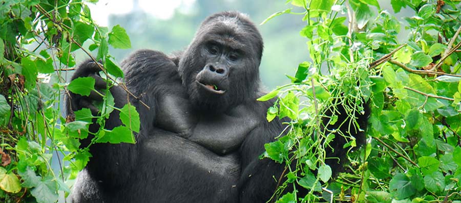 Make an early gorilla permit booking uganda or Rwanda 