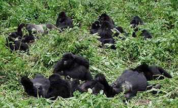 Gorilla Trekking Uganda