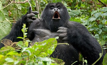 Gorilla Trekking Uganda