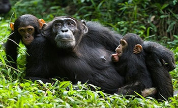 Chimpanzee Trekking Uganda