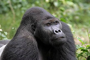 Gorilla Safaris Uganda