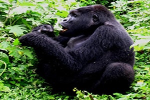 Gorilla Safaris Uganda