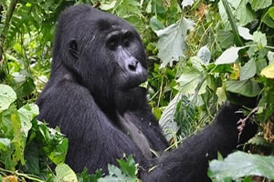 Gorilla Trekking Uganda