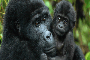 Bwindi Gorilla Safaris