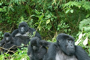 Gorilla Safaris Uganda