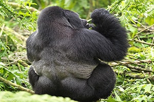 Gorilla Trekking Bwindi