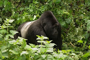 Gorilla Safaris Uganda