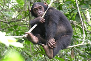 Chimpanzee Safaris Uganda