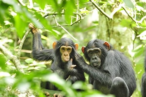 Chimpanzee Habituation Experience