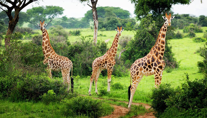 Uganda Wildlife Authority Translocates 15 Giraffes to Pian Upe