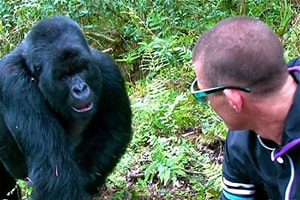 Gorilla Habituation Bwindi