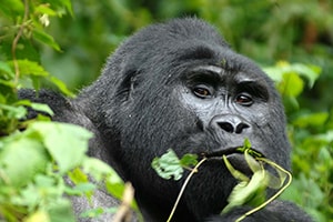 Gorilla Safaris Uganda