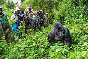 Gorilla Safaris Uganda