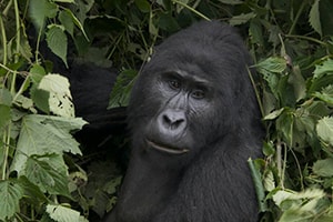 Gorilla Tours Uganda